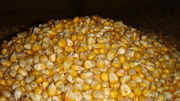зерно  кукурузы