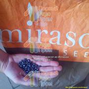 Семена подсолнечника для засушливых регионов - Mirasol seed